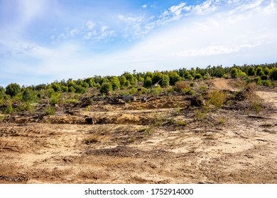 Deforestation, Forest Clearing In The Australian Bush