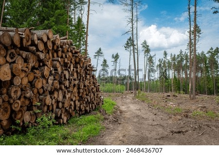 Deforestation, forest clearing. Cutting trees climate change co2