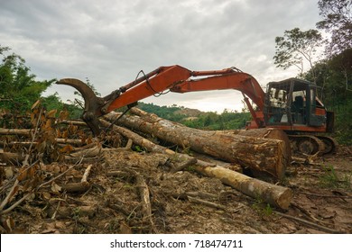 Deforestation of forest. Excavator used to lift harvested tree in logging area.