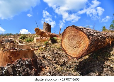 Deforestation forest and Illegal logging. Cutting trees. ​Stacks of cut wood. Wood logs, timber logging, industrial destruction. Forests illegal disappearing. Environmetal and ecological issues
				