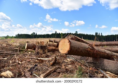 Deforestation forest and Illegal logging. Cutting trees. ​Stacks of cut wood. Wood logs, timber logging, industrial destruction. Forests illegal disappearing. Environmetal and ecological issues