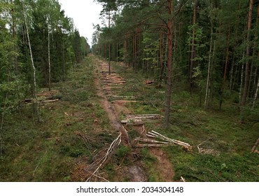 Deforestation Forest Illegal Logging Cutting Trees Stock Photo ...