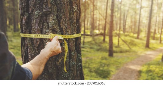 Abholzung und Bewertung der Wälder - Mann, der den Umfang eines Kiefernbaums mit einem Lineal-Band misst. Kopienraum