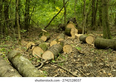 Deforestation and Illegal Logging in Mixed Forest. Felled Trees, Stumps, Timber Piles and Environmental Damage	