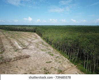 Deforestation. Logging. Environmental Damage Of Forest, Aerial View