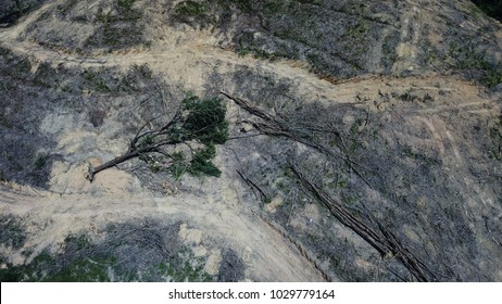 Deforestation. Logging Of Forest. Environmental Destruction - Rainforest Destroyed To Male Way For Oil Palm Plantation