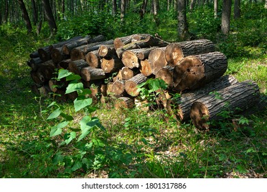 Deforestation Logs . Pile Of Cut Logs In The Woodland