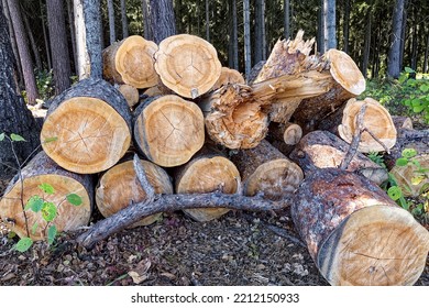 Deforestation. Logs Sawn Into Pieces And Prepared For Winter. Pile Of Firewood.