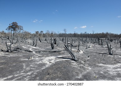 Deforestation In Madagascar