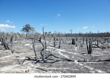 Deforestation In Madagascar