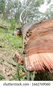 Deforestation In Mountains Of Colombia