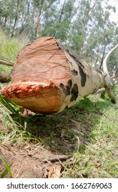 Deforestation In Mountains Of Colombia