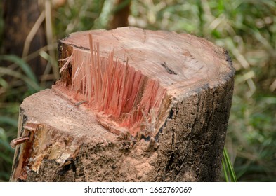 Deforestation In Mountains Of Colombia