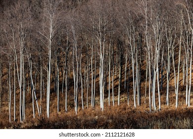 Deforestation In Mátra Mountains Hungary