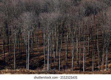 Deforestation In Mátra Mountains Hungary