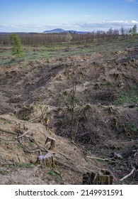 Deforestation Of Old Acacia Forest