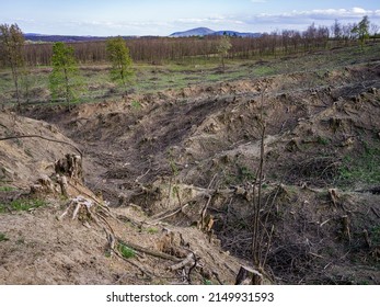 Deforestation Of Old Acacia Forest