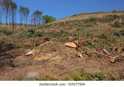 Deforestation On The Two Moors Way Near Simonsbath In Exmoor National Park, Somerset, England, UK