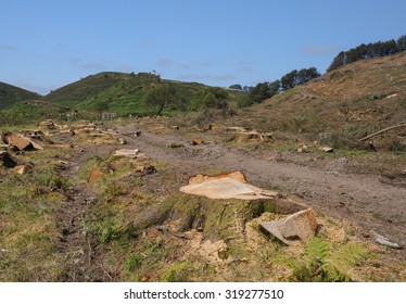 Deforestation On The Two Moors Way Near Simonsbath In Exmoor National Park, Somerset, England, UK