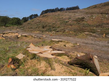 Deforestation On The Two Moors Way Near Simonsbath In Exmoor National Park, Somerset, England, UK