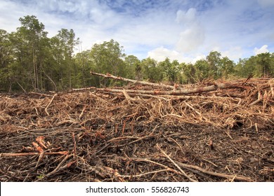 Deforestation Of Rainforest. Environmental Problem. Borneo, Malaysia