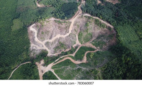 Deforestation Rainforest Forest Jungle Destroyed Oil Stock Photo ...