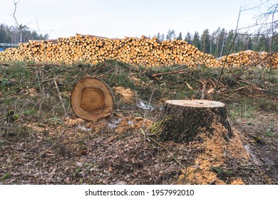 森林伐採 の画像 写真素材 ベクター画像 Shutterstock