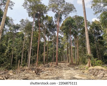 Deforestation Of A Secondary Forest In Malaysia