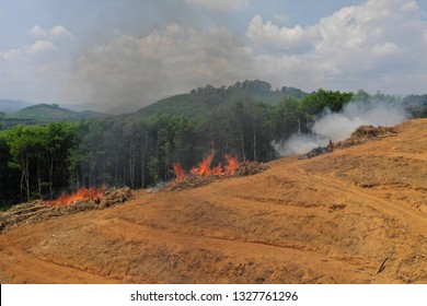 Deforestation. Smoke And Fire As Rainforest Cut And Burned For Palm Oil Industry  