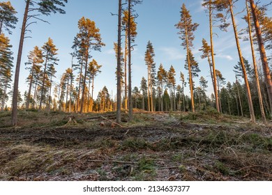 Deforestation In Östergötland Sweden With Some Trees Left Standing