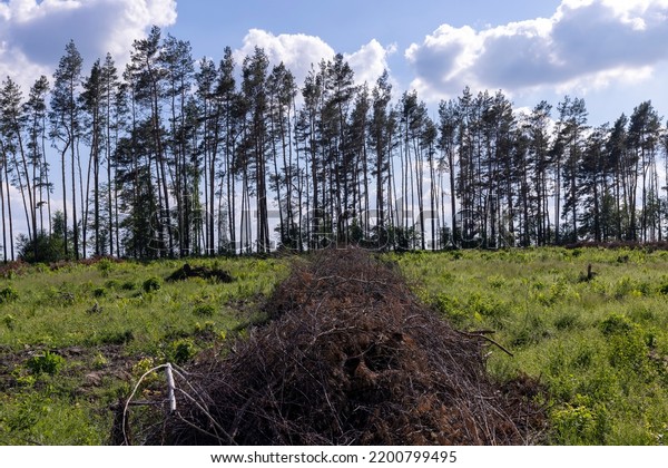 Deforestation Timber Harvesting Eastern Europe Felled Stock Photo ...