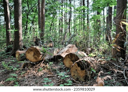 deforestation. A tree several decades old lies silently in the forest, not saying a word.