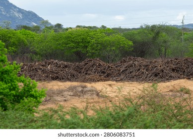 Deforestation and Wood Clearing Threatening the Caatinga Biome in Northeast Brazil,  Paraiba, Brazil