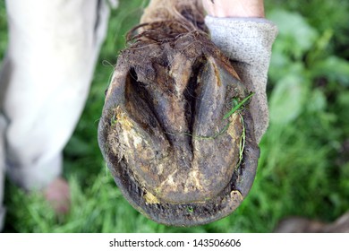 Deformed, neglected horse's hooves before cleaning the natural way. - Shutterstock ID 143506606