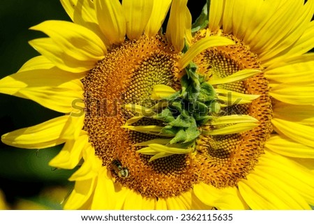 Deformulated mutant sunflower shining in light still draws a bee
