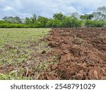 Degraded pasture area being harrowed. Pasture reform