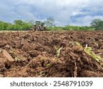 Degraded pasture area being harrowed. Pasture reform