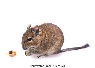 Degu