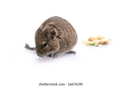 Degu