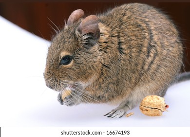 Degu