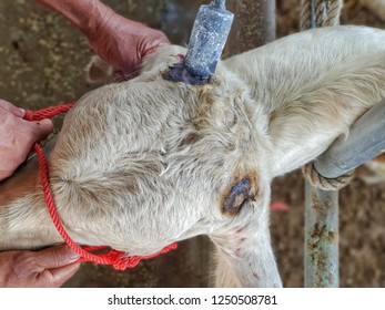 Dehorning And Disbudding Cattle, A Process Of Remove And Stop Growing Horns In Livestock.