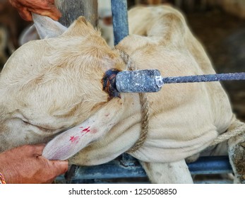 Dehorning And Disbudding Cattle, A Process Of Remove And Stop Growing Horns In Livestock.