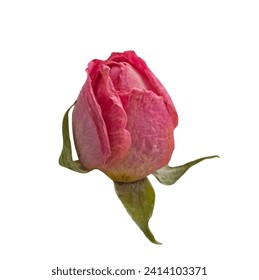 Dehydrated Pink Rose bud isolated on white background. Small dry pink rose bud with clipping mask.
