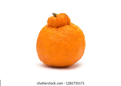 Citrus Reticulata Shiranui Type Tangerine Stock Photo (Edit Now) 1032541642