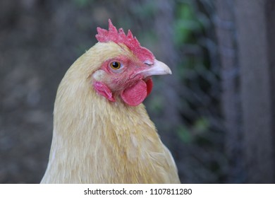 Delaware Red Hen Chicken