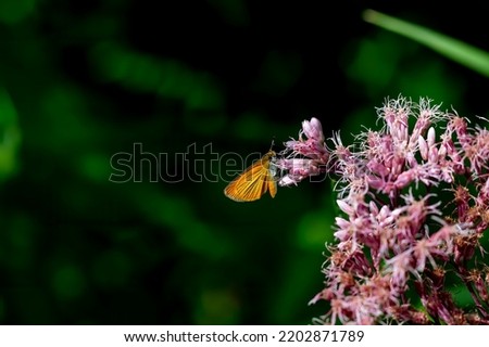 The Delaware skipper (Anatrytone logan) North American butterfly on a blooming flower