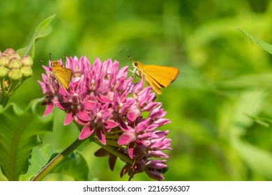 Delaware Skipper On Purple Milkweed