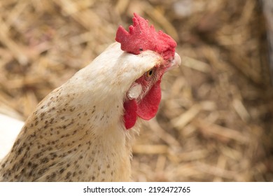 Delaware White Chicken Hen Close Up