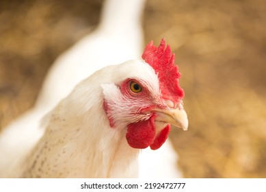 Delaware White Chicken Hen Close Up