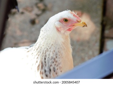 Delaware White Young Hen Chicken Face.
